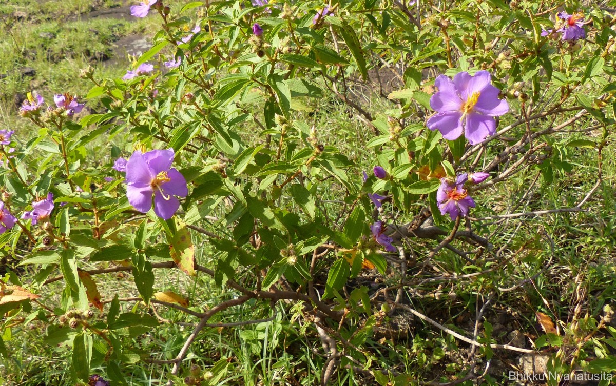 Osbeckia aspera Blume